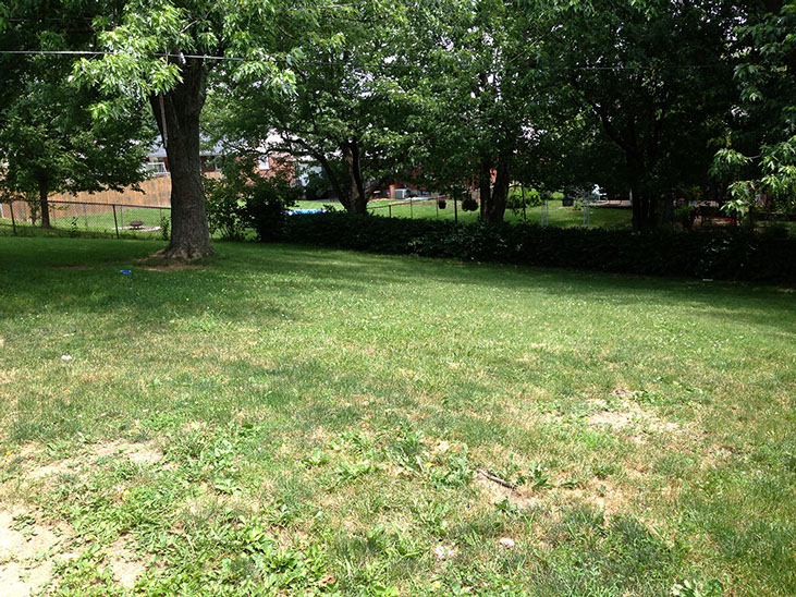 large downward slope backyard, large trees